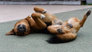 宠物食品界的奥运会：高能配方助力运动犬刷新纪录