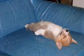 运动健将养成记：深度剖析小狗成长过程中的肌肉发展和训练策略